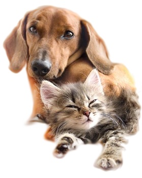 Tier Infos & Tier News @ Tier-News-247.de | Tierische Gesch�ftsideen auf www.gruenderplan24.de